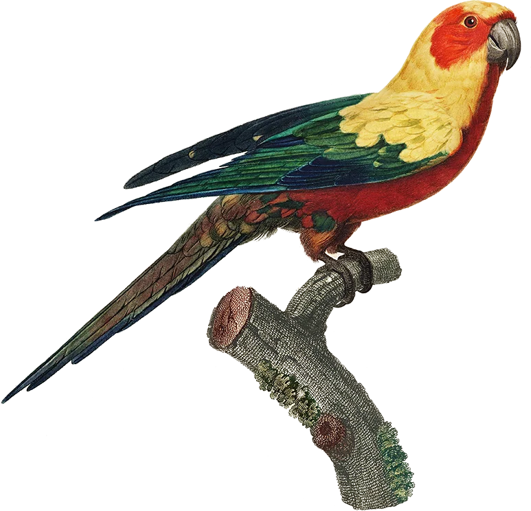 Illustration of a red and gold parrot on a perch